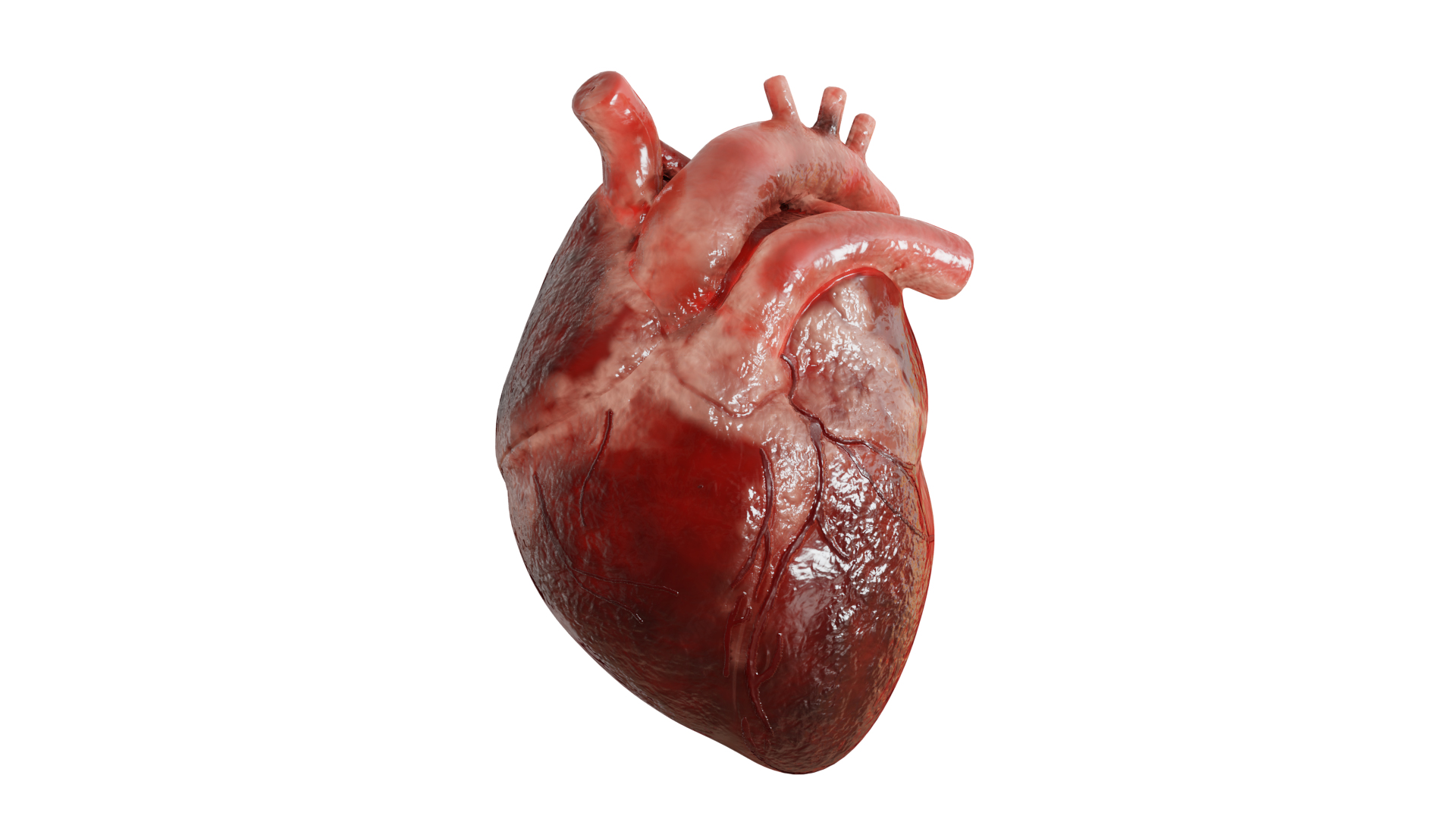 Human Heart Realistic Anatomy 3D - TurboSquid 2053205