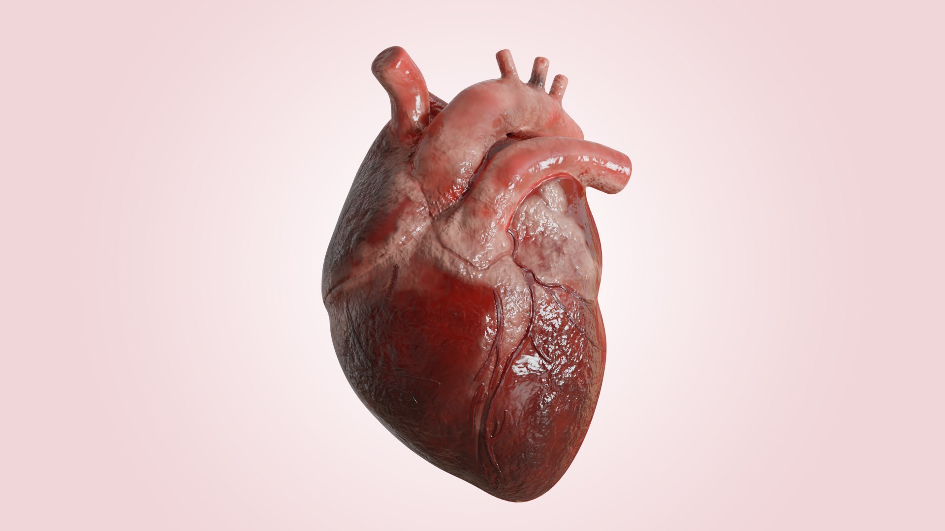 Human Heart Realistic Anatomy 3D https://p.turbosquid.com/ts-thumb/MU/LVThPn/jA/01/jpg/1680868336/1920x1080/fit_q87/446bab56128a0b3bf03b85309d5ea78984fcdd9e/01.jpg
