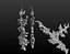 Fir-tree