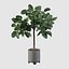 ficus benghalensis