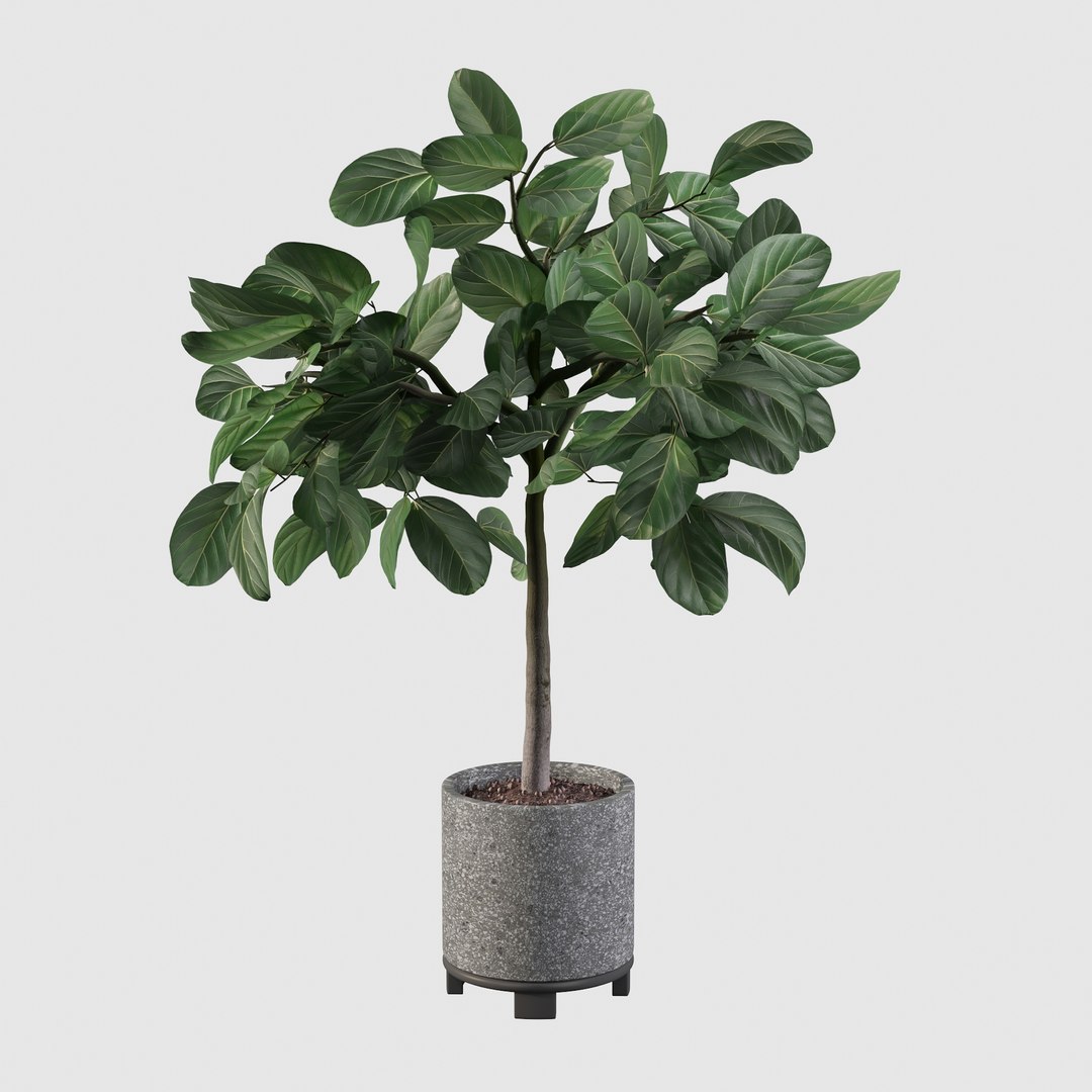 ficus benghalensis model https://p.turbosquid.com/ts-thumb/MU/NzwvRn/9E/ficus25/jpg/1654509240/1920x1080/fit_q87/e2eb0f1e823ff87da82f0eb1d7428a5c98b4abc0/ficus25.jpg