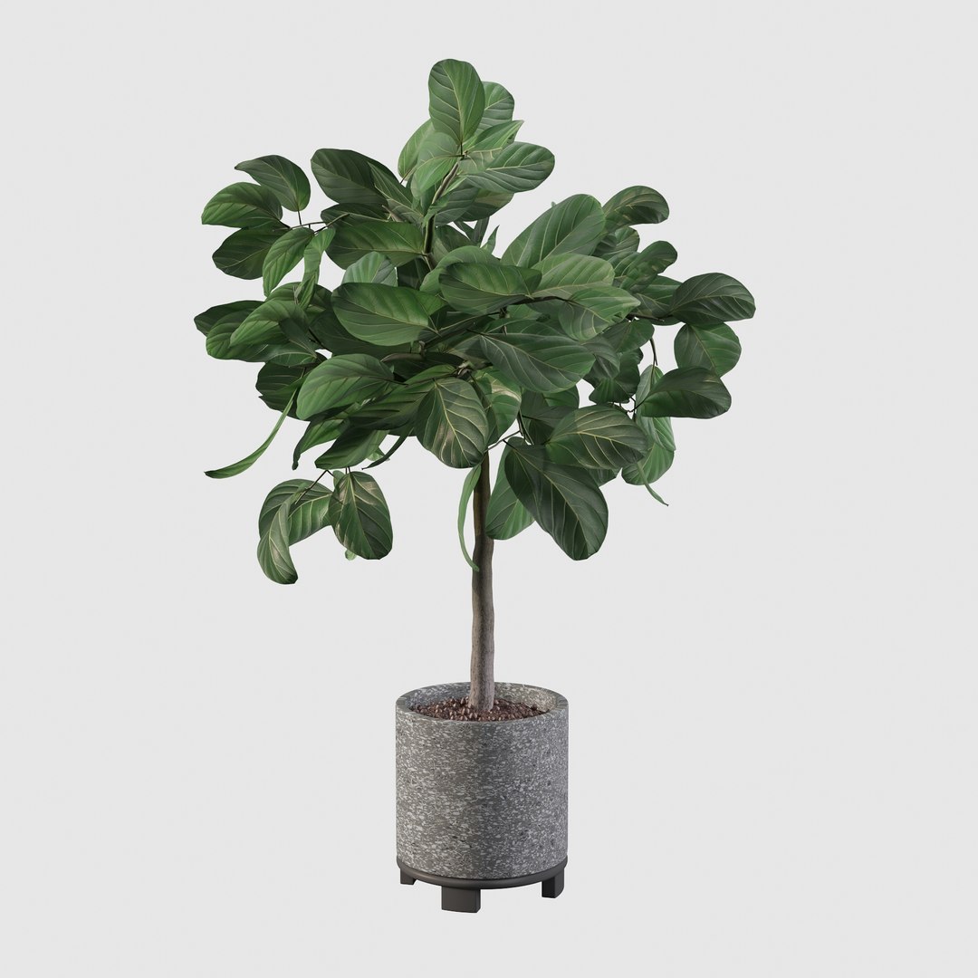 ficus benghalensis model https://p.turbosquid.com/ts-thumb/MU/NzwvRn/BH/ficus9/jpg/1654509241/1920x1080/fit_q87/7d9cdae380d4030f7365c629f87faaf3f2768d18/ficus9.jpg