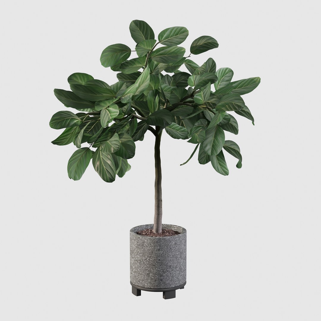 ficus benghalensis model https://p.turbosquid.com/ts-thumb/MU/NzwvRn/Fc/ficus6/jpg/1654509239/1920x1080/fit_q87/1be2ff02518613ff238938849c9065f2933b1951/ficus6.jpg