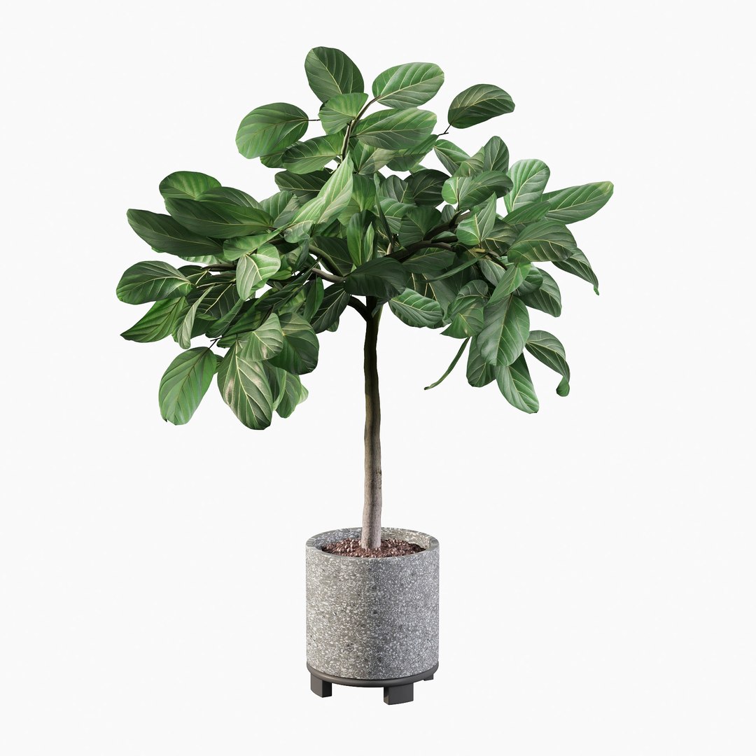 ficus benghalensis model https://p.turbosquid.com/ts-thumb/MU/NzwvRn/Fn/ficusbenghalensis04c/jpg/1654509239/1920x1080/fit_q87/79693047fa3921612cef9b429c7d4fda9c68da89/ficusbenghalensis04c.jpg