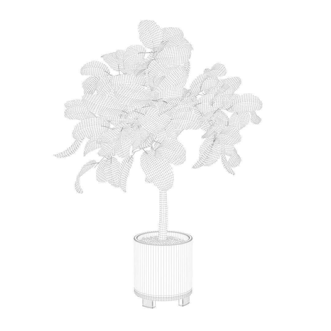 ficus benghalensis model https://p.turbosquid.com/ts-thumb/MU/NzwvRn/L1/ficuswire8/jpg/1654509237/1920x1080/fit_q87/aa018e6d79eea63220787af9e932f50503bc8223/ficuswire8.jpg
