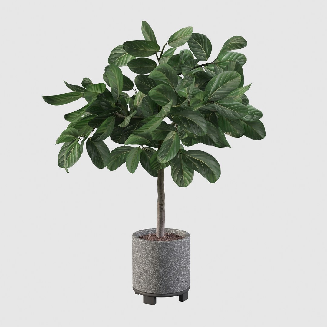 ficus benghalensis model https://p.turbosquid.com/ts-thumb/MU/NzwvRn/MO/ficus22/jpg/1654509241/1920x1080/fit_q87/5d05150b6b201bef345993589d050639249a4e0f/ficus22.jpg