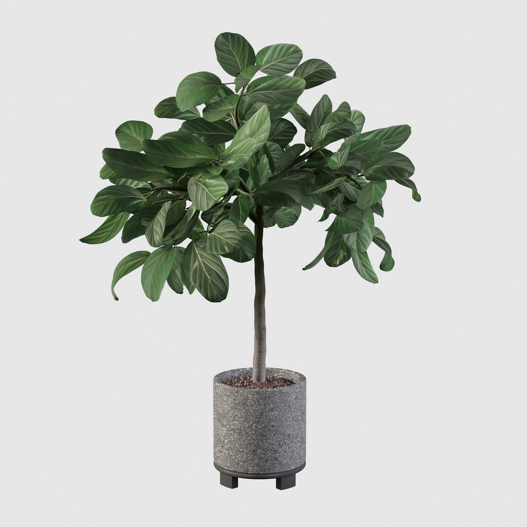 ficus benghalensis model https://p.turbosquid.com/ts-thumb/MU/NzwvRn/eL/ficus7/jpg/1654509240/1920x1080/fit_q87/eed6144d36b6c2d80097648a8f80b7ce6b054f2d/ficus7.jpg