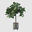 ficus benghalensis