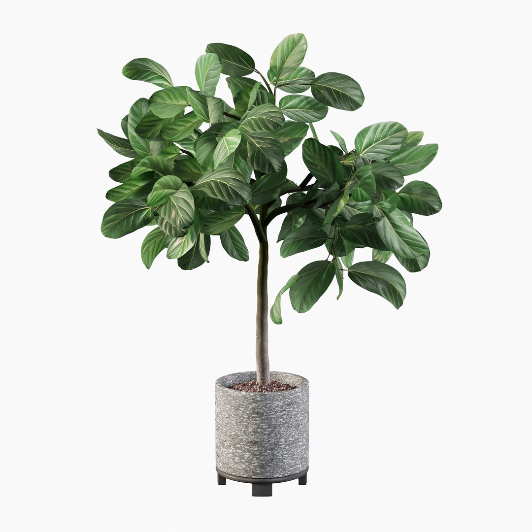 ficus benghalensis model https://p.turbosquid.com/ts-thumb/MU/NzwvRn/rh/ficusbenghalensis04b/jpg/1654509238/1920x1080/fit_q87/909ea0ce17679ae5f31159b9898e0575a3aa0931/ficusbenghalensis04b.jpg