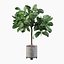 ficus benghalensis