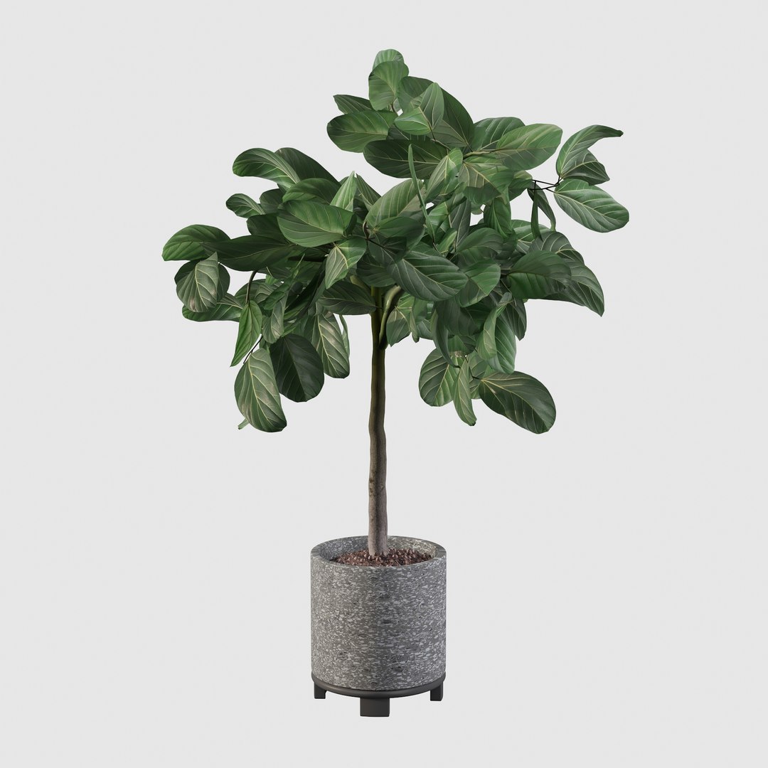 ficus benghalensis model https://p.turbosquid.com/ts-thumb/MU/NzwvRn/tB/ficus18/jpg/1654509241/1920x1080/fit_q87/9a4e302512e0b2b32fc8af55f6e1b82c8b7d3bfe/ficus18.jpg