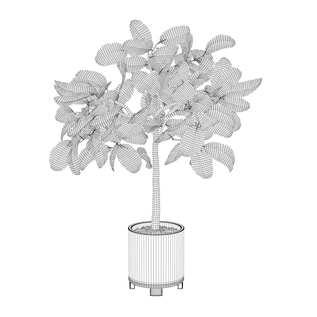 ficus benghalensis model https://p.turbosquid.com/ts-thumb/MU/NzwvRn/yv/ficusbenghalensis04d/jpg/1654509239/1920x1080/fit_q87/22db304b3c0879ede2c8da288e68b665149493fb/ficusbenghalensis04d.jpg