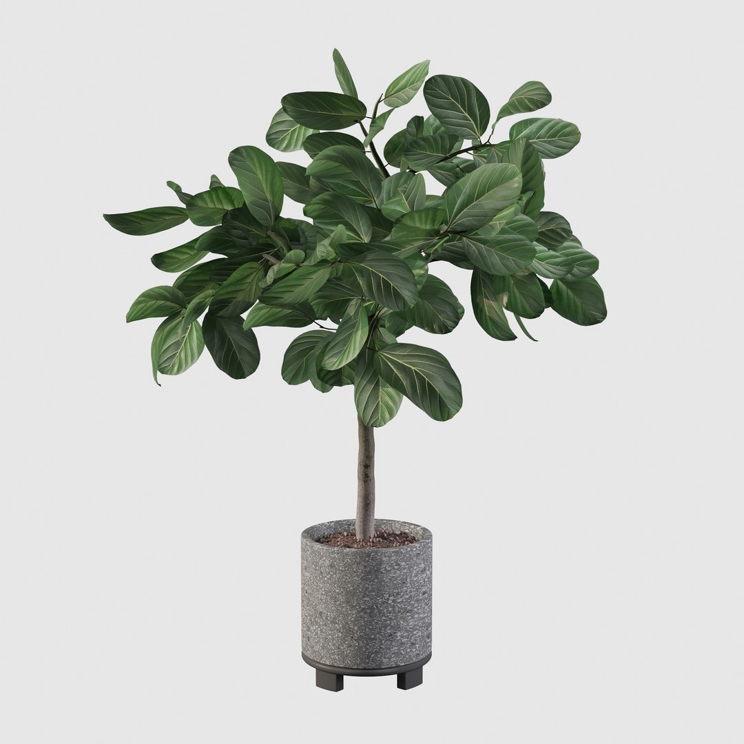 ficus benghalensis model https://p.turbosquid.com/ts-thumb/MU/NzwvRn/zy/ficus21/jpg/1654509241/1920x1080/fit_q87/44f3b7ebc8506fb813f5e22cf9027c1f4e62325a/ficus21.jpg