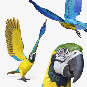 Macaw Parrot Take Off Animated Rigged For Maya