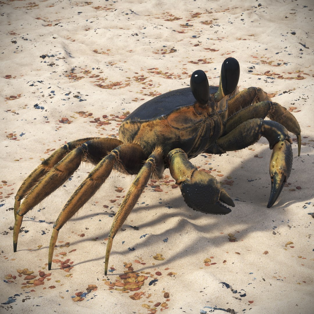 Ghost Crab Crustacean Black Fur for Cinema 4D 3D model preview