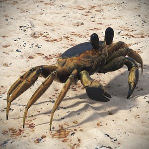 Ghost Crab Crustacean Black Fur for Cinema 4D