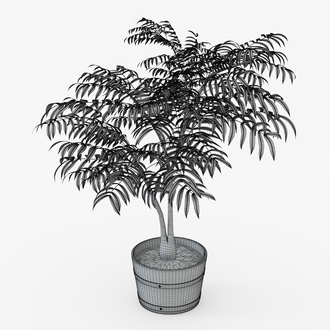 max tree plant