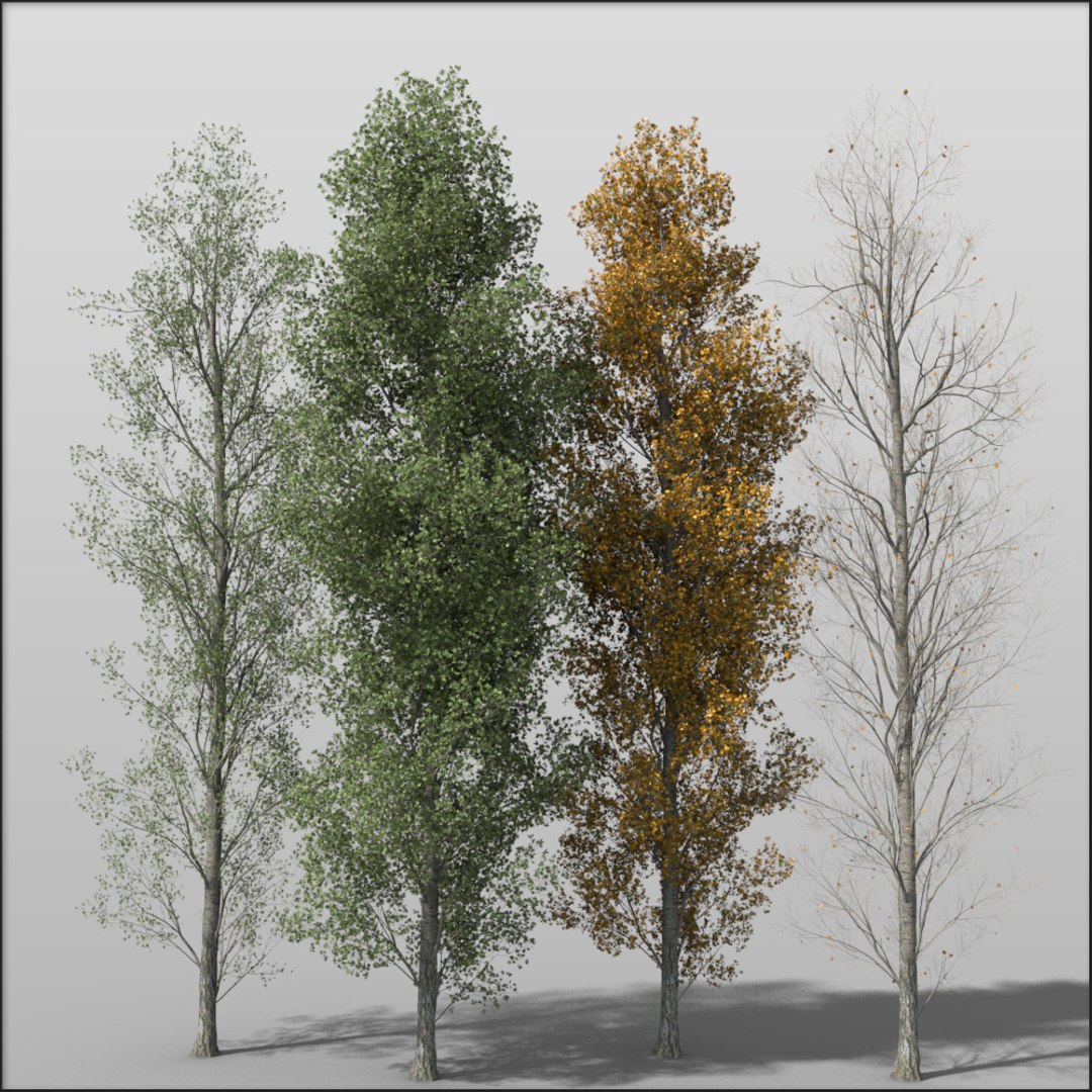 3d Model Poplar Tree Adult