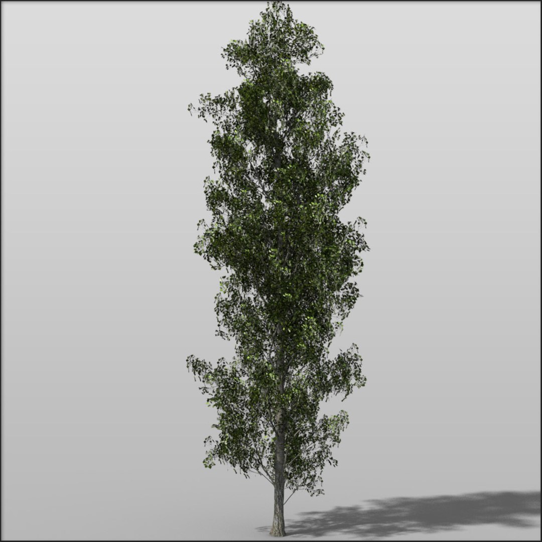 3d Model Poplar Tree Adult