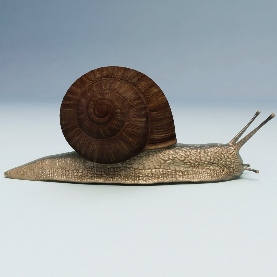 snail modelled 3d 3ds https://p.turbosquid.com/ts-thumb/MU/jDrMNI/0J4Sbpcr/snail_01/jpg/1280517423/1920x1080/fit_q87/6c295a55d0ec72d6a15175cf8a42a648ae440b81/snail_01.jpg
