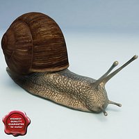 Snail