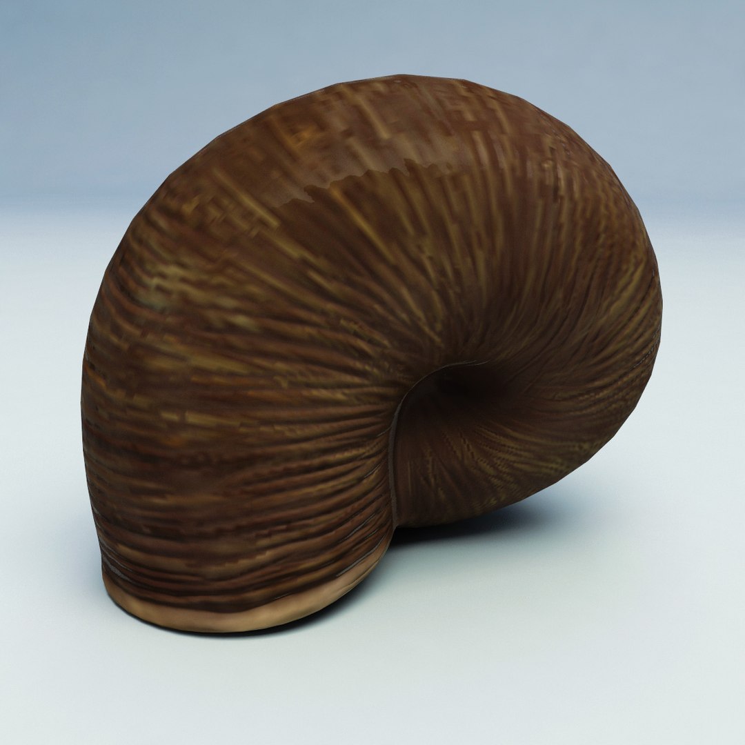 snail modelled 3d 3ds https://p.turbosquid.com/ts-thumb/MU/jDrMNI/Nc6GcdFW/snail_12/jpg/1280517601/1920x1080/fit_q87/5a8c517f0e4e86133ca70afe7062f84d5246d97f/snail_12.jpg