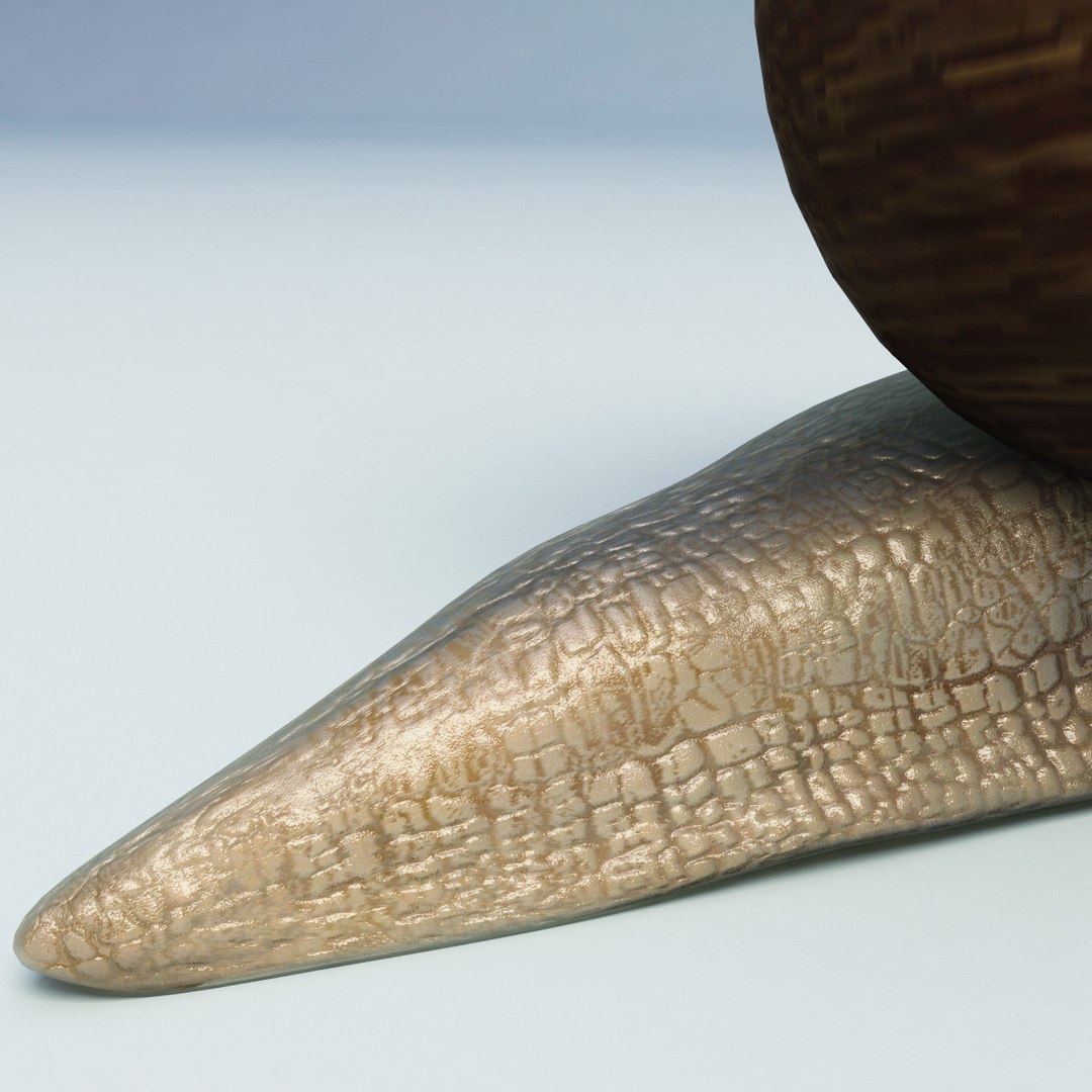 snail modelled 3d 3ds https://p.turbosquid.com/ts-thumb/MU/jDrMNI/eH7h9PBP/snail_08/jpg/1280517423/1920x1080/fit_q87/9564631f37a5dcc49932415aeb5859ec4d1b74dc/snail_08.jpg