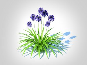 Agapanthus Africanus-dwarf-blue