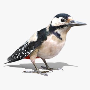 woodpecker 3D model
