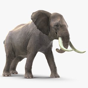 elephant agressive animal rigged 3D