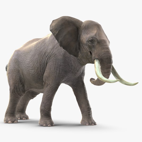 modelo 3d Movimiento agresivo de elefante animado preparado para Cinema 4D  - TurboSquid 1565196