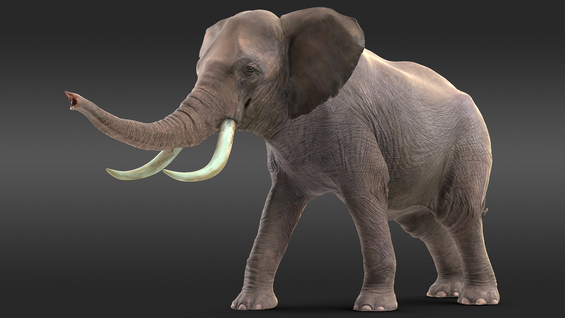 Animated Elephant Agressive Move Rigged for Cinema 4D 3D model preview