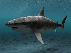 max great white shark