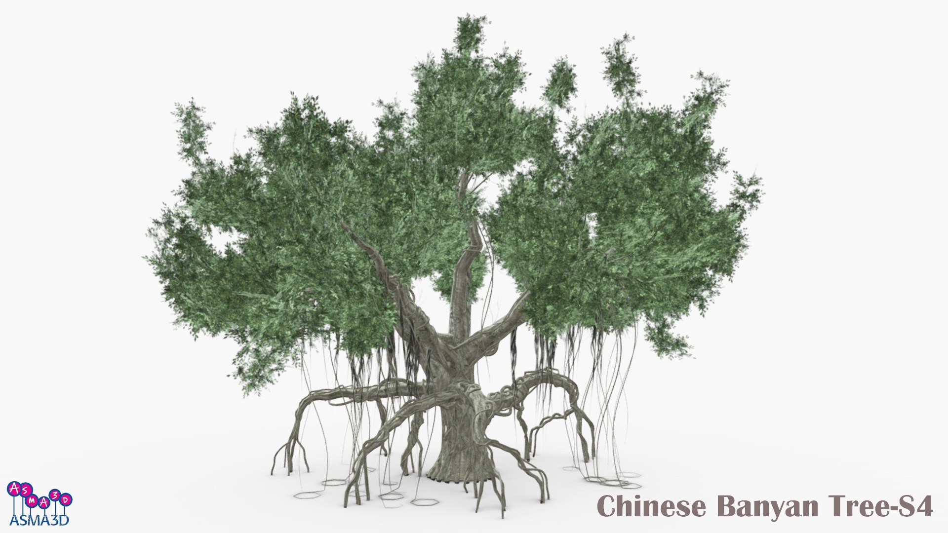Chinese Banyan Tree-S4 3D Model - TurboSquid 2203191