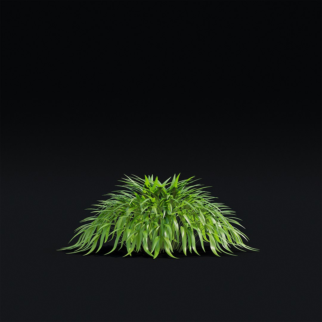 Hakonechloa macra 3D model https://p.turbosquid.com/ts-thumb/MV/5Y8vjA/L9/hakonehloa_view_007_1920/jpg/1664824027/1920x1080/fit_q87/69efefbf2af75f7eeda1a87865bd909cc9fb9a9b/hakonehloa_view_007_1920.jpg