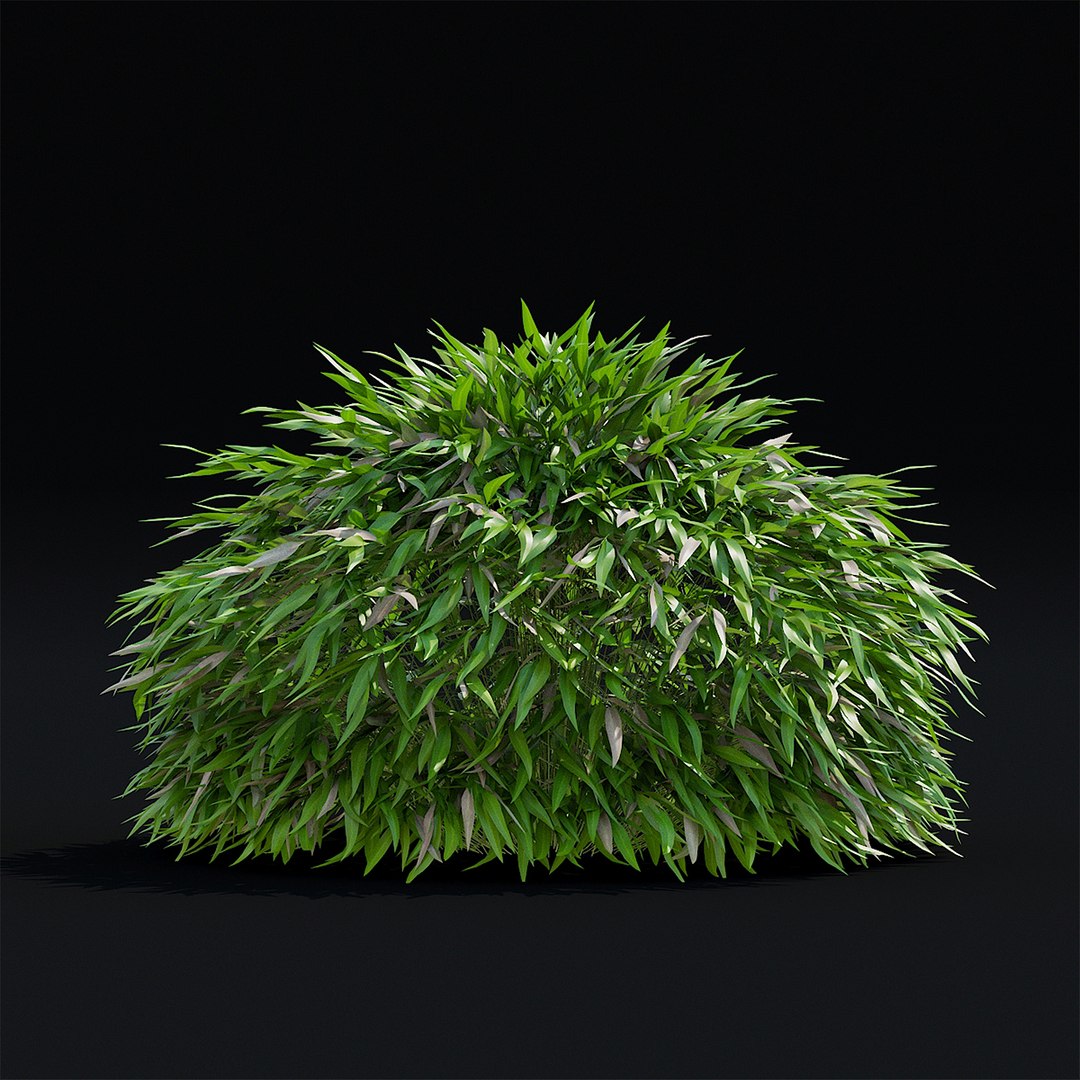 Hakonechloa macra 3D model https://p.turbosquid.com/ts-thumb/MV/5Y8vjA/cm/hakonehloa_view_002_1920/jpg/1664824023/1920x1080/fit_q87/59b353e723ad2b83a4bb1381fbf5cf4abe82b24f/hakonehloa_view_002_1920.jpg