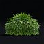 Hakonechloa macra