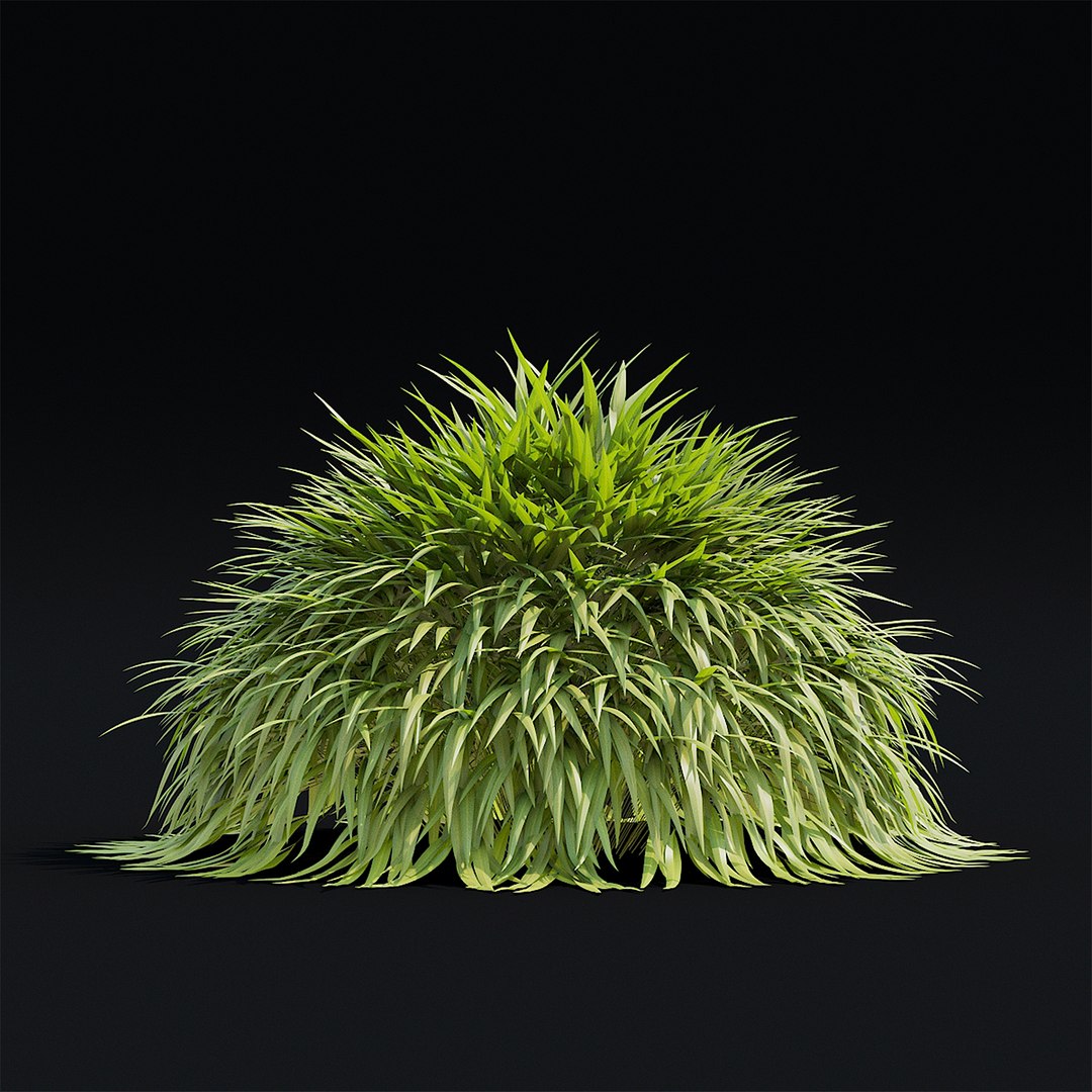 Hakonechloa macra 3D model https://p.turbosquid.com/ts-thumb/MV/5Y8vjA/fX/hakonehloa_view_006_1920/jpg/1664824033/1920x1080/fit_q87/53d78379c1230c9a85acbb7cc9636d249375fc6b/hakonehloa_view_006_1920.jpg