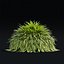 Hakonechloa macra