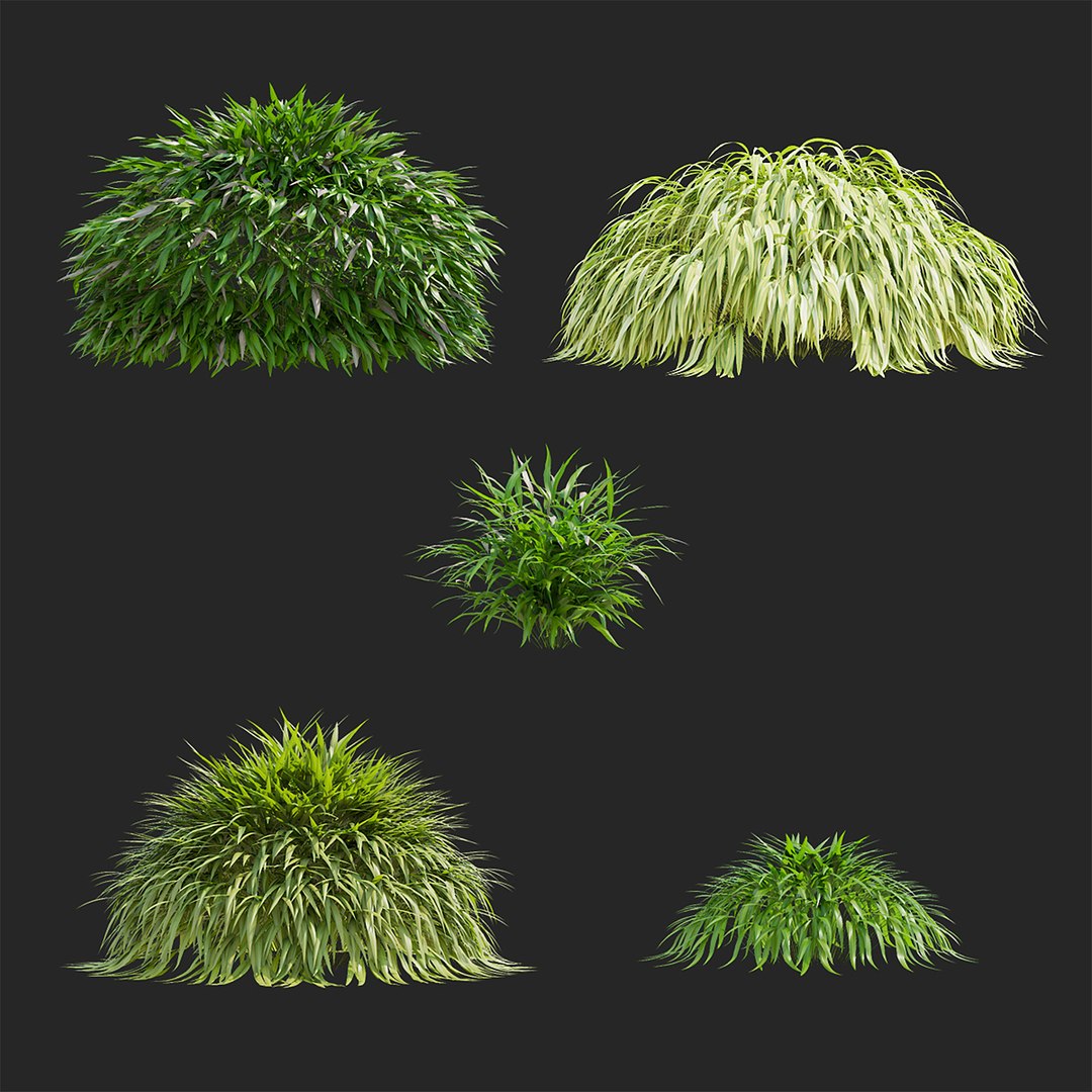 Hakonechloa macra 3D model https://p.turbosquid.com/ts-thumb/MV/5Y8vjA/iU/hakonechloa_macra_4_preview_02_1920/jpg/1664824026/1920x1080/fit_q87/93d903dc13fe3708c0e37825f971f98f9c5474f4/hakonechloa_macra_4_preview_02_1920.jpg