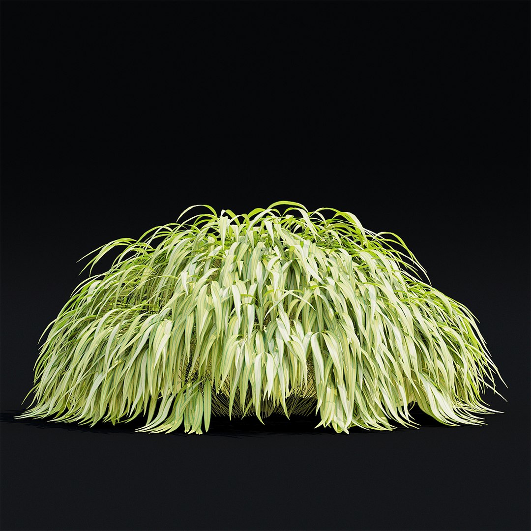 Hakonechloa macra 3D model https://p.turbosquid.com/ts-thumb/MV/5Y8vjA/qL/hakonehloa_view_005_1920/jpg/1664824027/1920x1080/fit_q87/50135e3d572f967b0ba40c563272b7f3869a460f/hakonehloa_view_005_1920.jpg