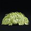 Hakonechloa macra