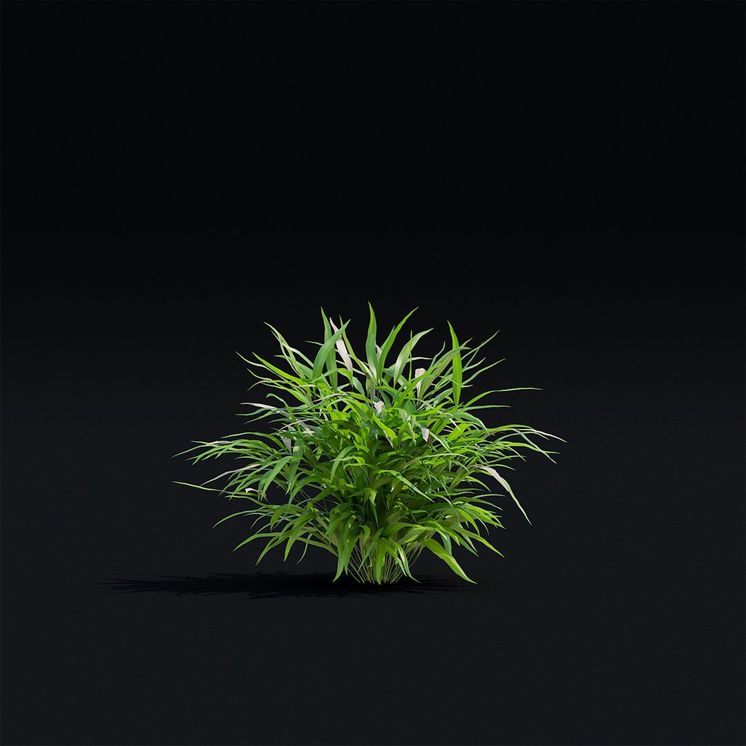 Hakonechloa macra 3D model https://p.turbosquid.com/ts-thumb/MV/5Y8vjA/rc/hakonehloa_view_008_1920/jpg/1664824028/1920x1080/fit_q87/8afe977ebf02301094553f58b31a6ba8b032477f/hakonehloa_view_008_1920.jpg