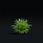 Hakonechloa macra
