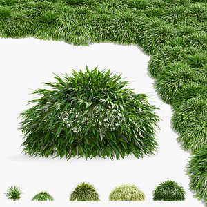 Hakonechloa macra