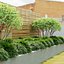 Hakonechloa macra