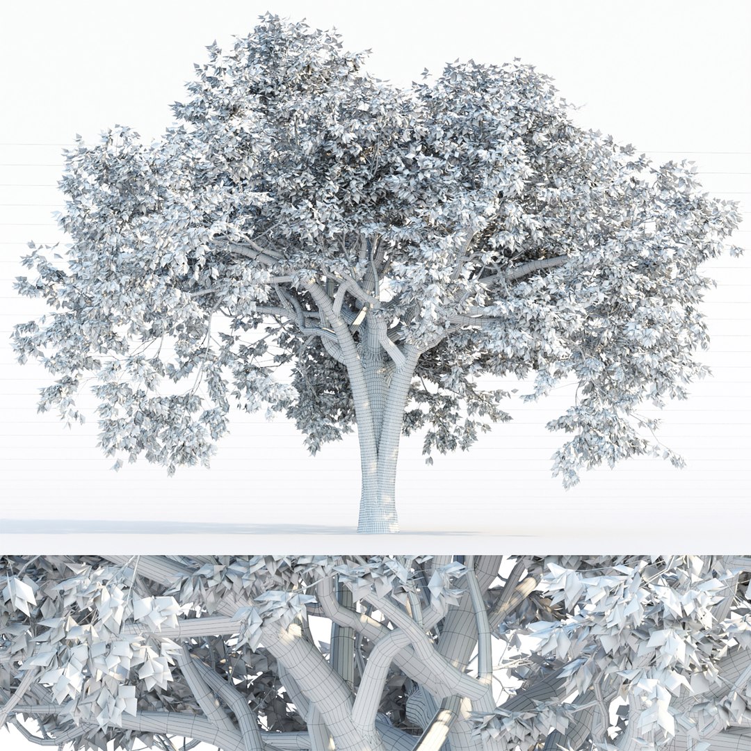 Autumn Maple Trees Collection vol 147 model https://p.turbosquid.com/ts-thumb/MV/La08UH/1E/7/jpg/1668081162/1920x1080/fit_q87/e6ea6e60b3178f8f56ae5d29c0fdee550773acd4/7.jpg