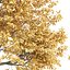 Autumn Maple Trees Collection vol 147-3dmodel