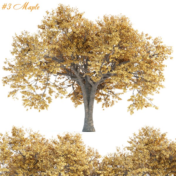 modelo 3d Autumn Maple Trees Collection vol 147 - TurboSquid 1985411