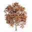 Autumn Maple Trees Collection vol 147-3dmodel